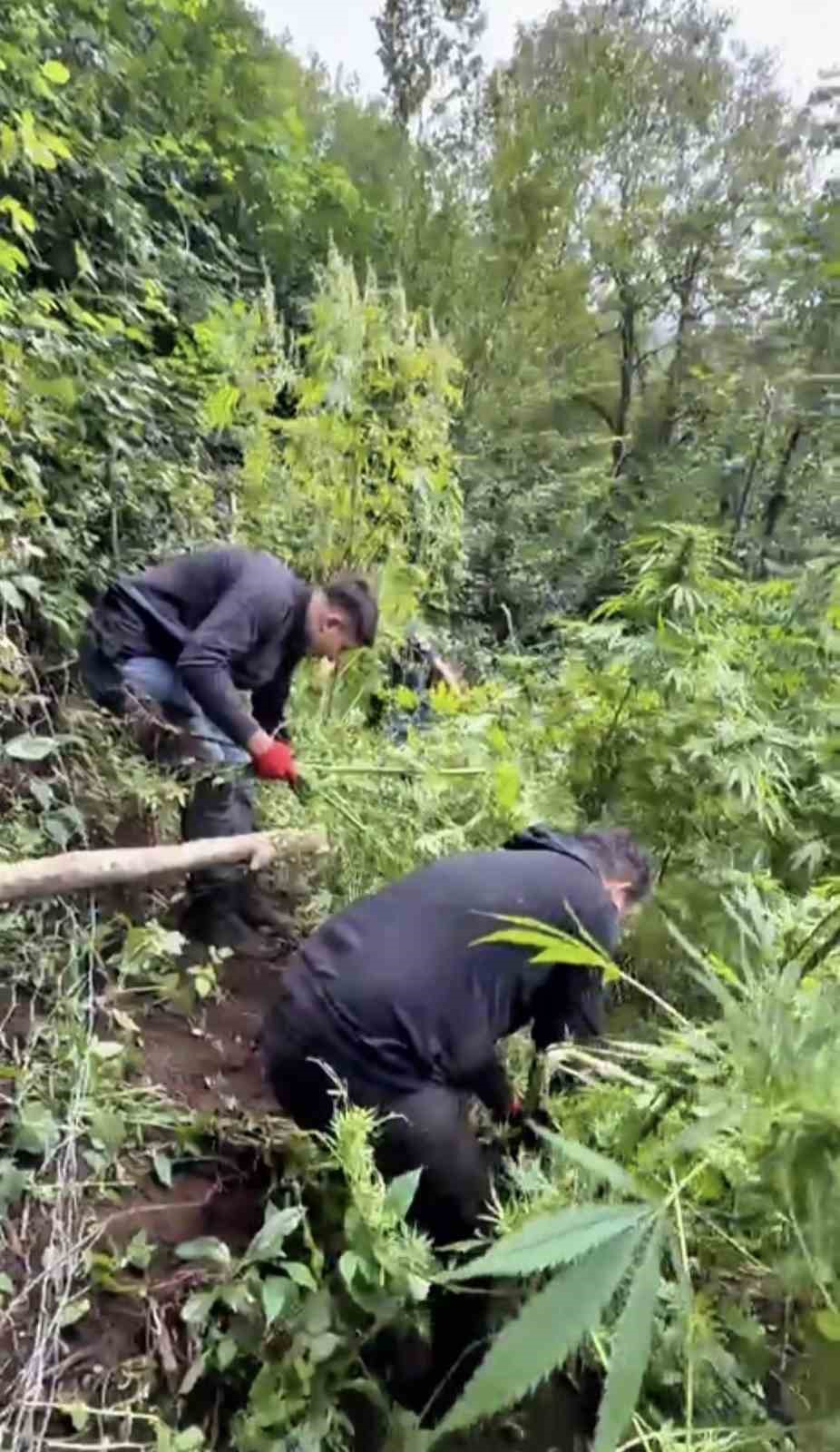 jandarma-tarlada-ekili-756-kok-kenevir-ele-gecirdi