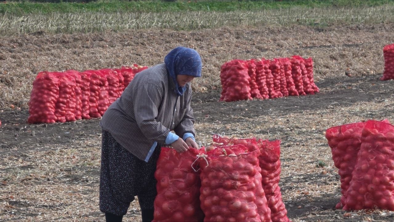 tescilli-suluova-soganinda-100-yillik-hasat-basladi-tarlada-15-tl