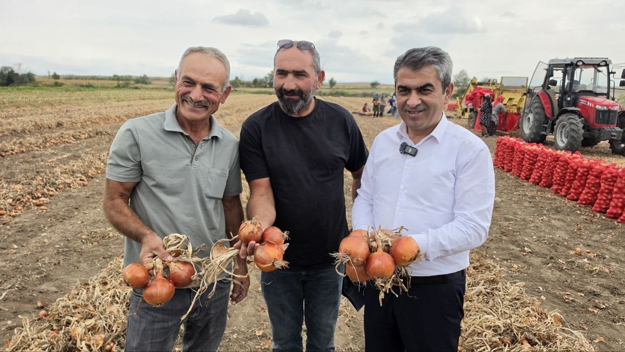 tescilli-suluova-soganinda-100-yillik-hasat-basladi-tarlada-15-tl