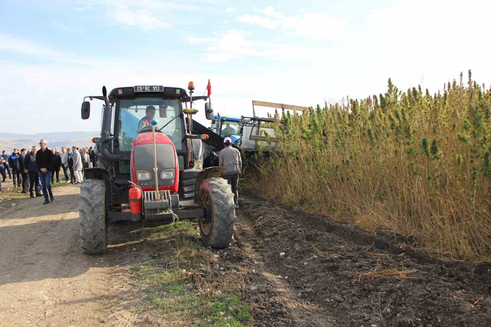 amasyada-kenevirde-hayal-kirikligi-kenevir-ekim-alani-6-bin-500-dekardan-850-dekara-dustu