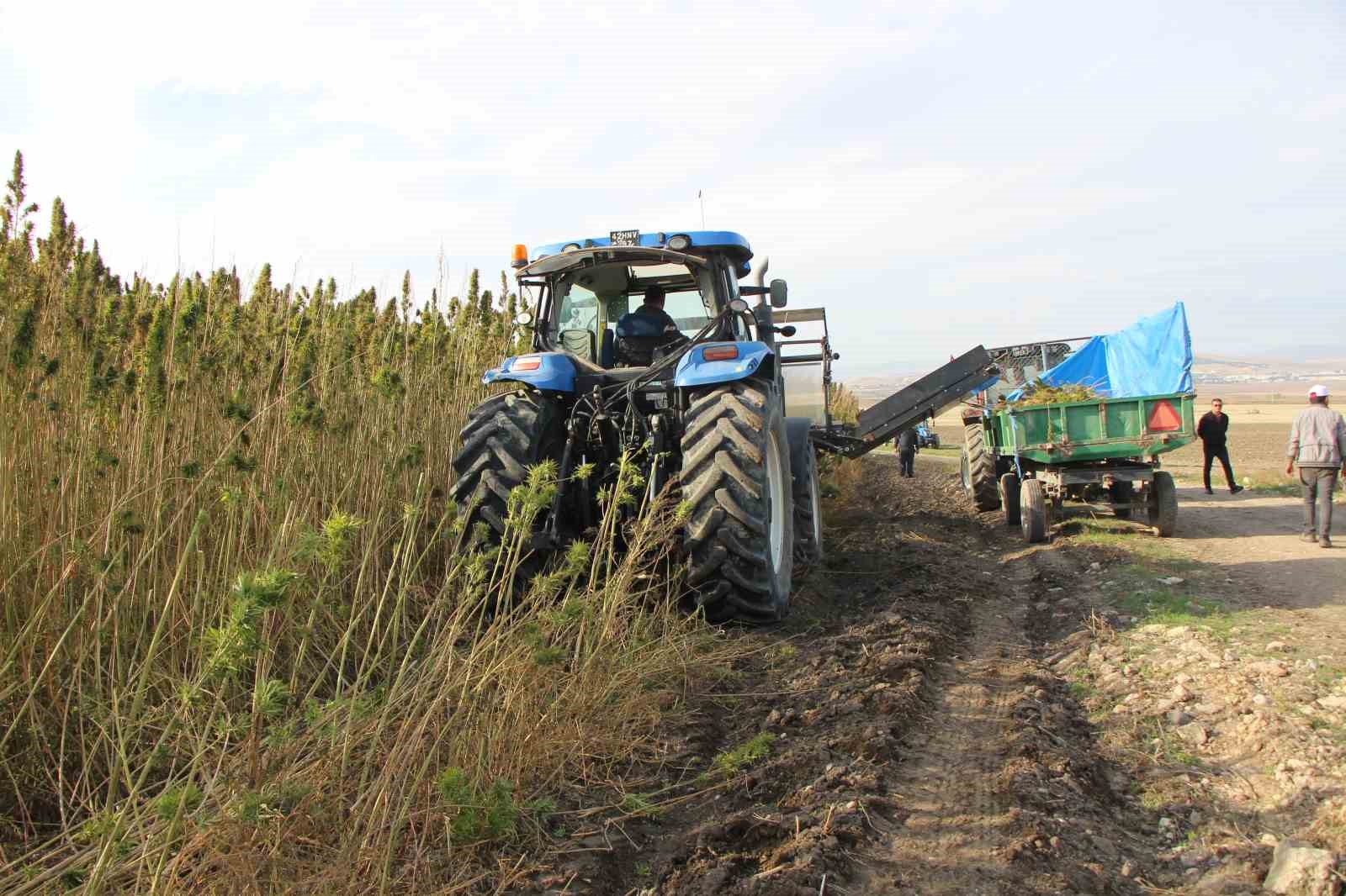 amasyada-kenevirde-hayal-kirikligi-kenevir-ekim-alani-6-bin-500-dekardan-850-dekara-dustu