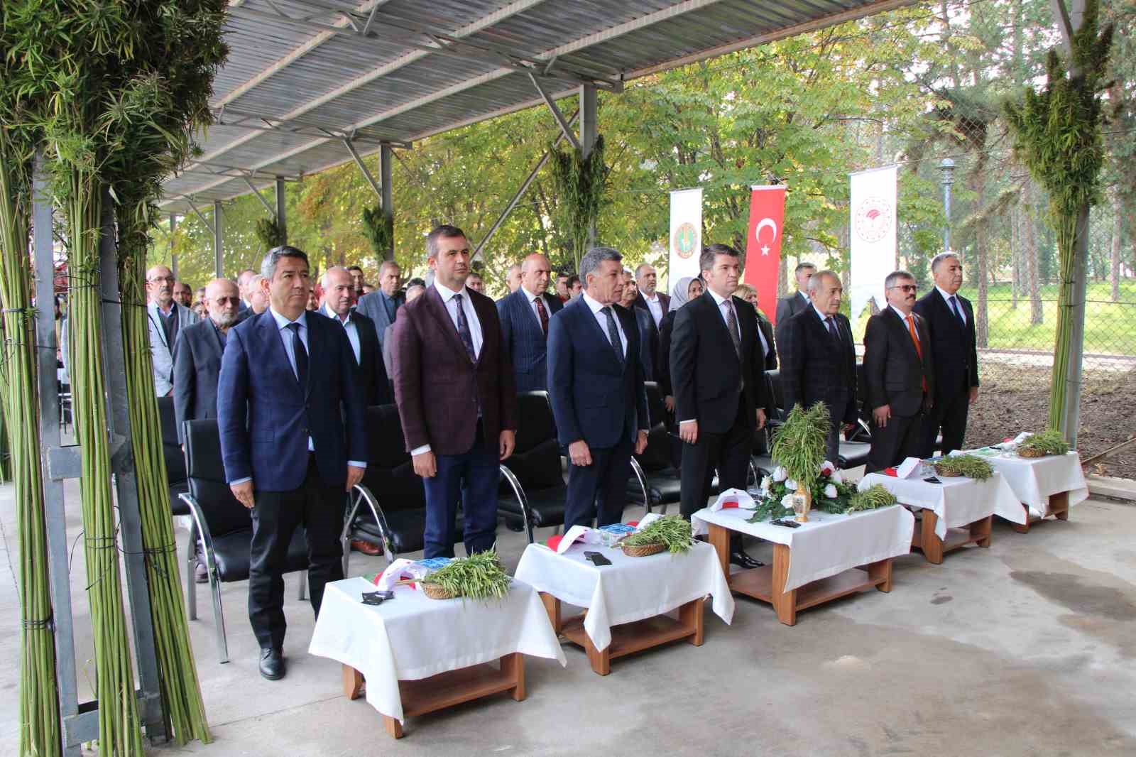 amasyada-kenevirde-hayal-kirikligi-kenevir-ekim-alani-6-bin-500-dekardan-850-dekara-dustu