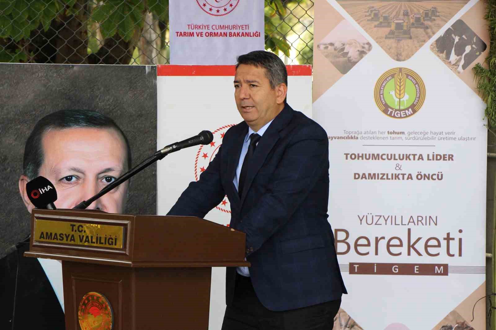 amasyada-kenevirde-hayal-kirikligi-kenevir-ekim-alani-6-bin-500-dekardan-850-dekara-dustu