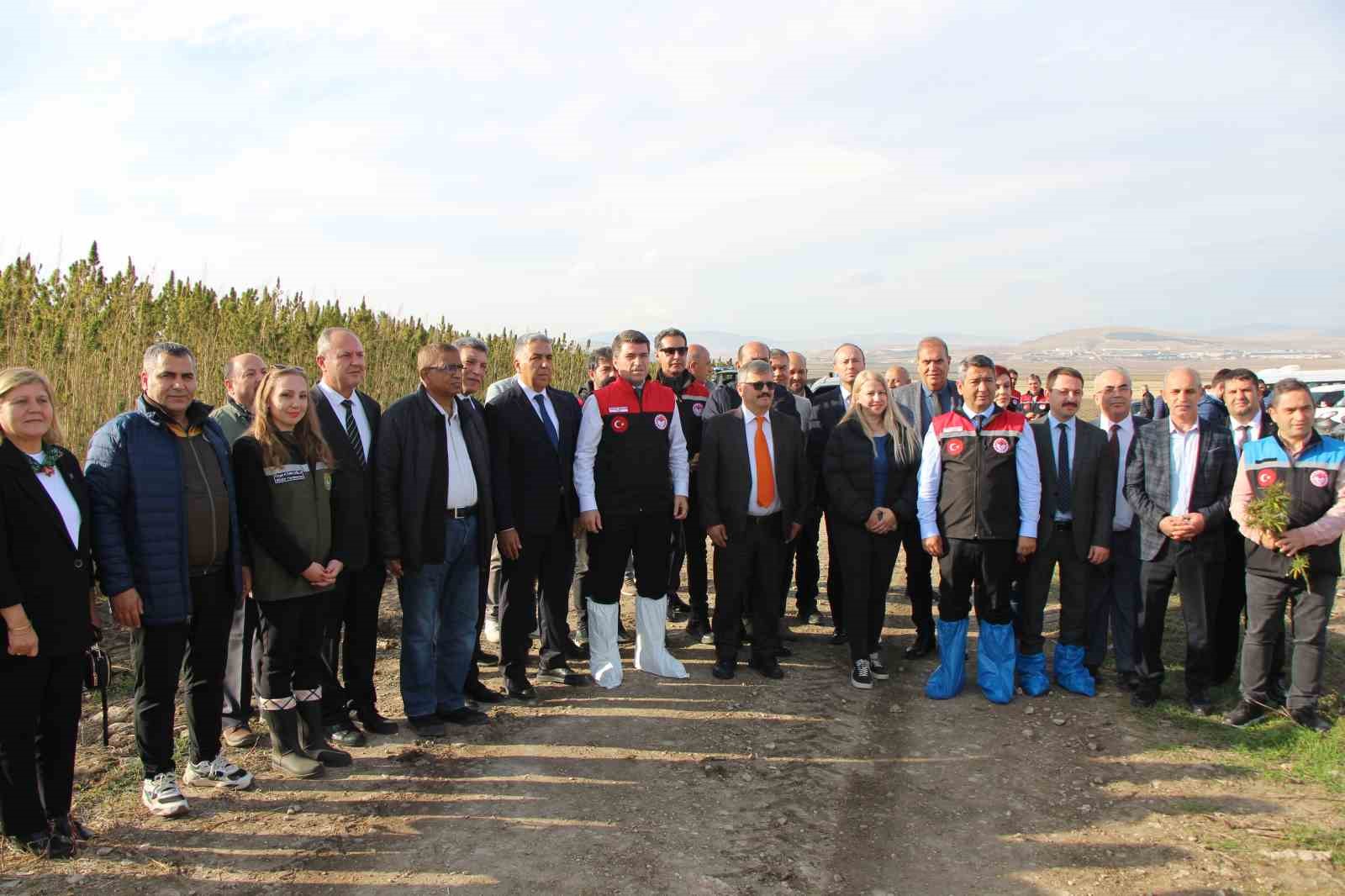 amasyada-kenevirde-hayal-kirikligi-kenevir-ekim-alani-6-bin-500-dekardan-850-dekara-dustu