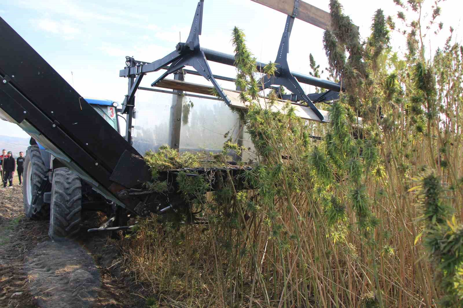 amasyada-kenevirde-hayal-kirikligi-kenevir-ekim-alani-6-bin-500-dekardan-850-dekara-dustu