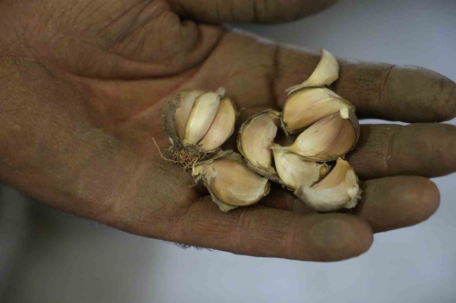 gumushanede-ata-tohumu-siyah-sarimsak-tescil-yolunda