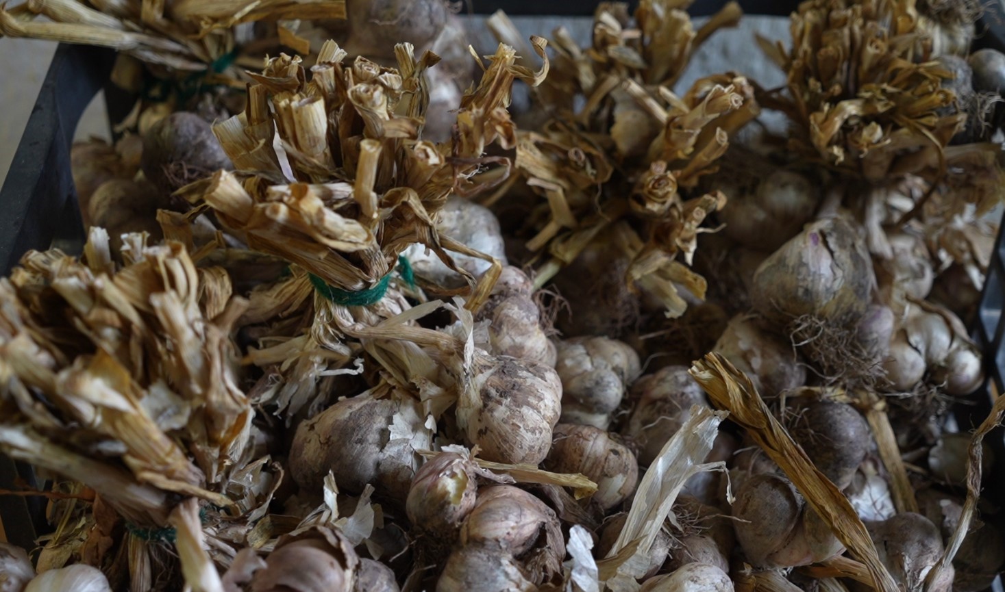 gumushanede-ata-tohumu-siyah-sarimsak-tescil-yolunda