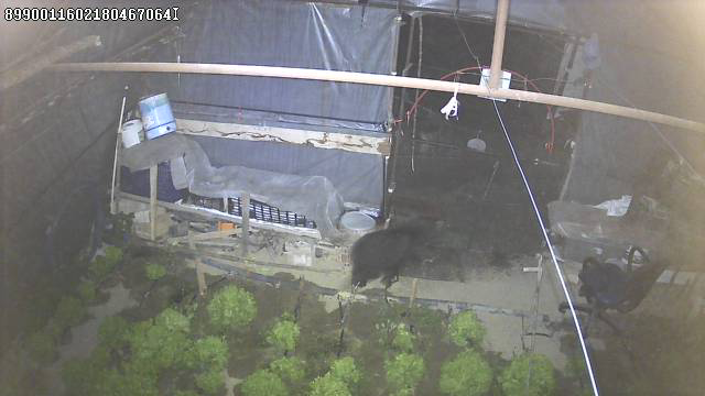 marul-cadirinda-sasirtan-misafir-yavru-ayi-iki-gecedir-marul-ziyafeti-cekiyor