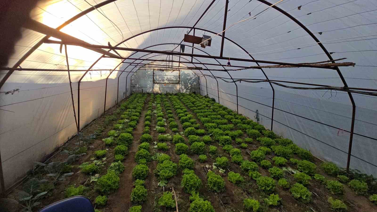 marul-cadirinda-sasirtan-misafir-yavru-ayi-iki-gecedir-marul-ziyafeti-cekiyor