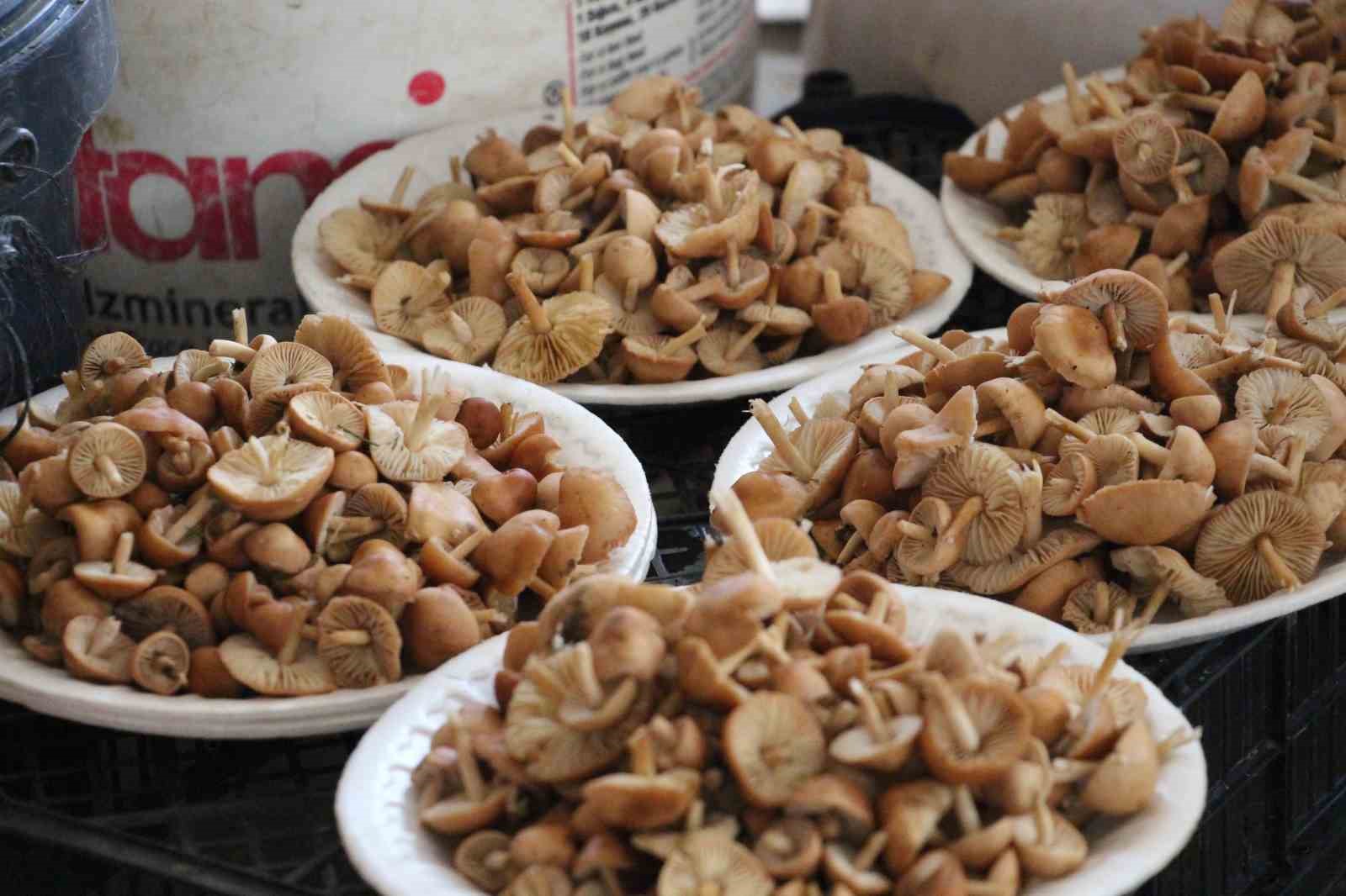 vatandas-ormandan-kova-kova-topladi-pazarda-kilosunu-400-liraya-satti