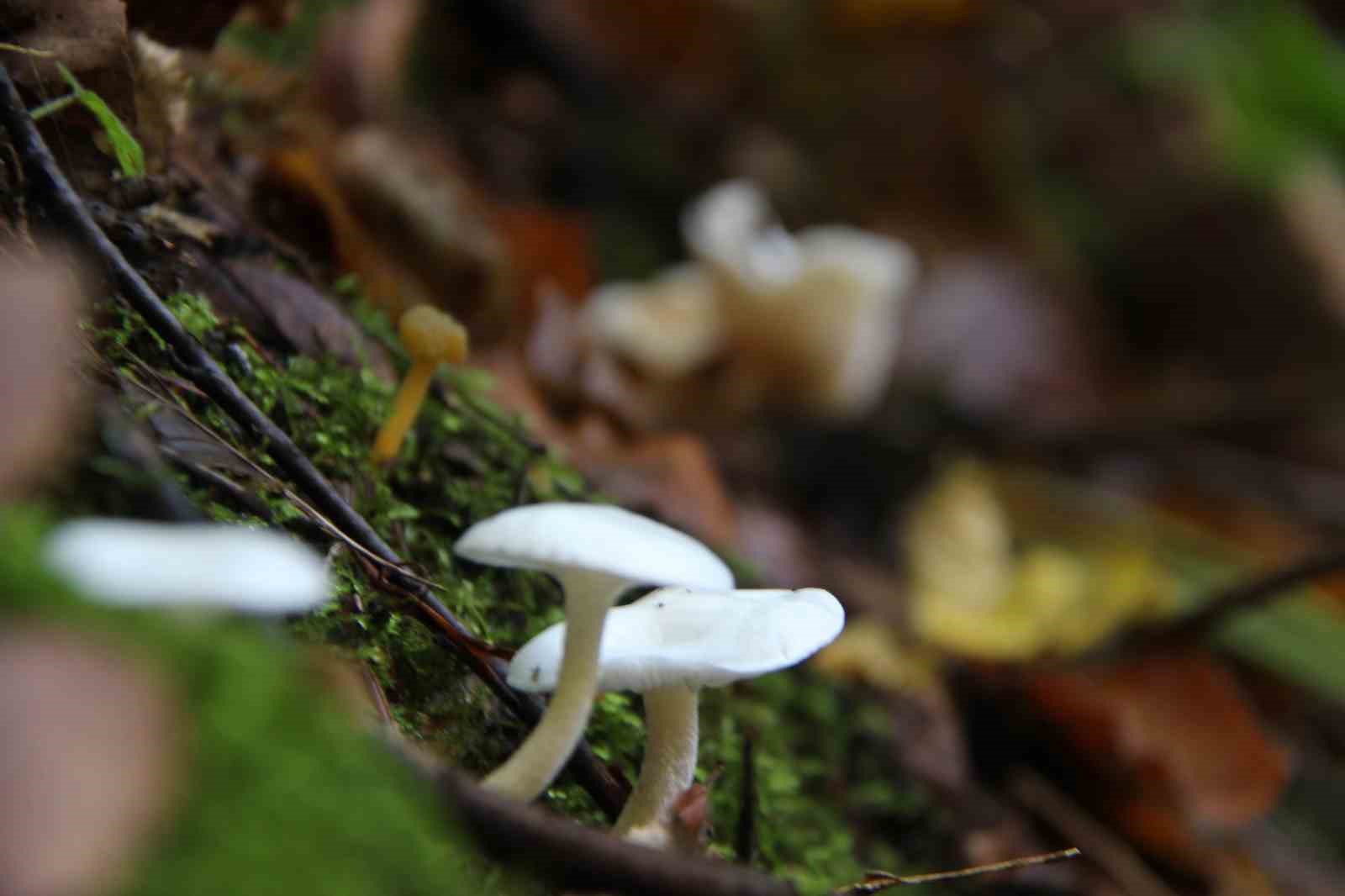 yagislarla-birlikte-artan-dogada-mantar-dikkat