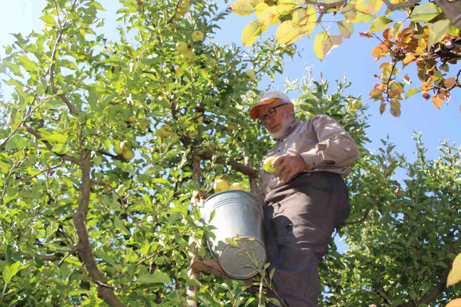 zirai-donun-vurdugu-amasya-misket-elmasinda-bu-yil-hasat-yok