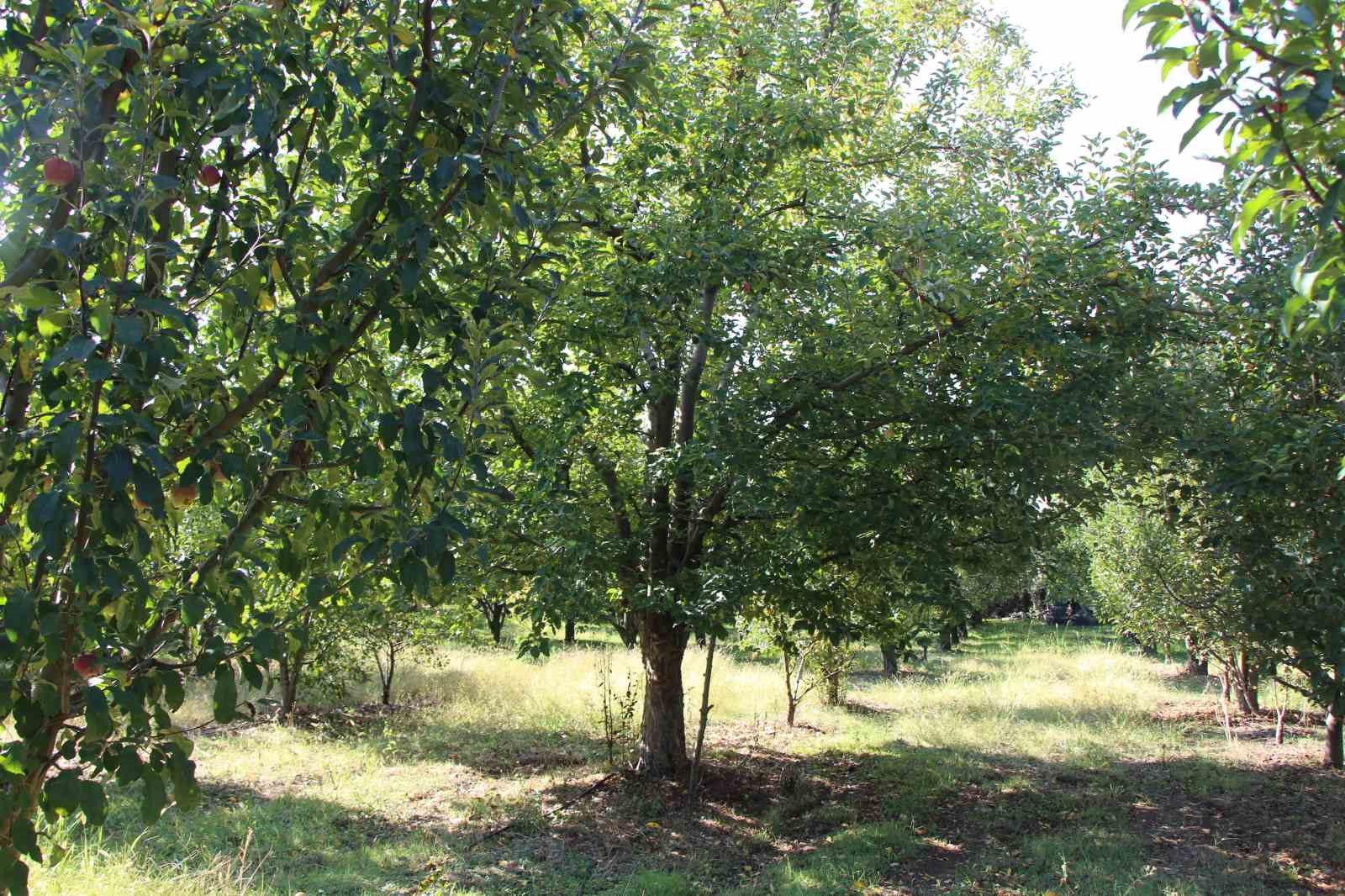 zirai-donun-vurdugu-amasya-misket-elmasinda-bu-yil-hasat-yok
