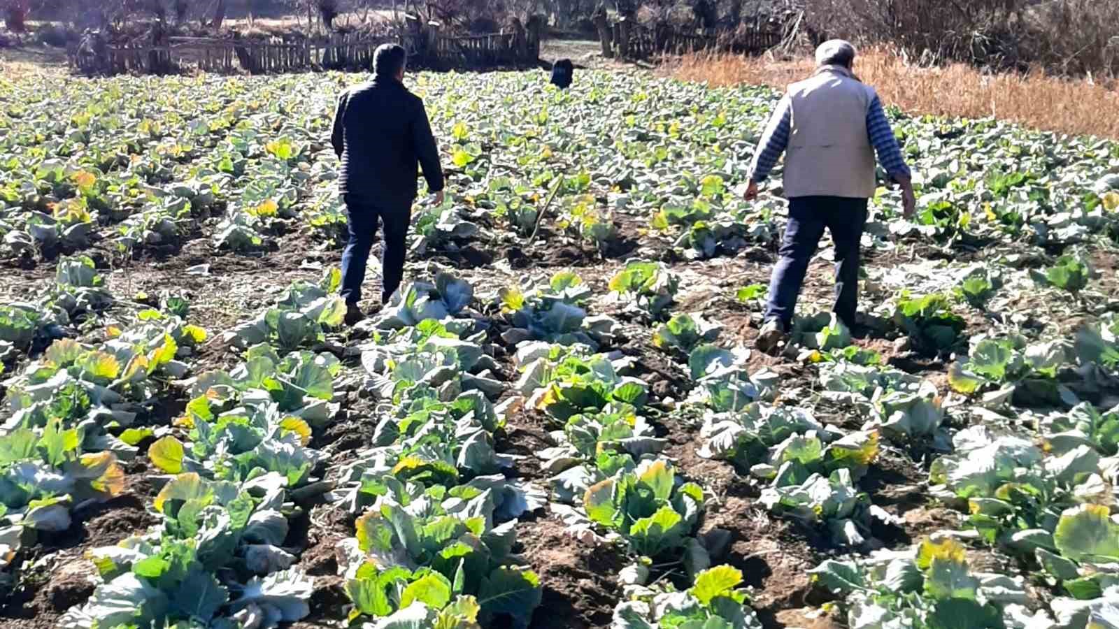 alucrada-lahana-hirsizligi-alarmi