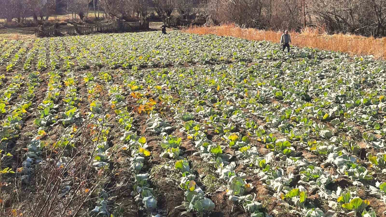 alucrada-lahana-hirsizligi-alarmi