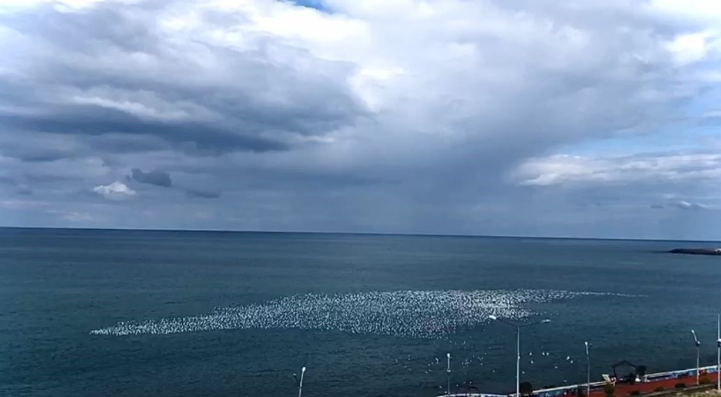 artvin-hopada-ziraat-alaninda-cikan-yangin-ormana-sicradi