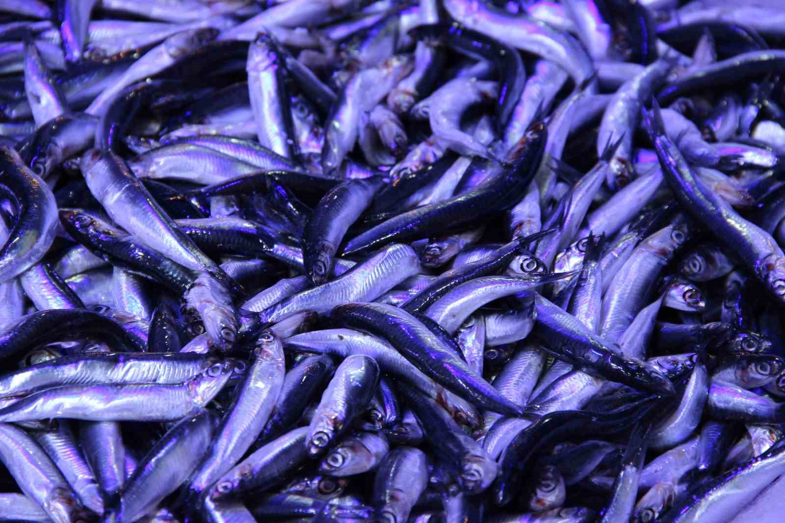 corumda-hamsinin-kilosu-40-liraya-dustu-metrelerce-uzunlukta-kuyruk-olustu