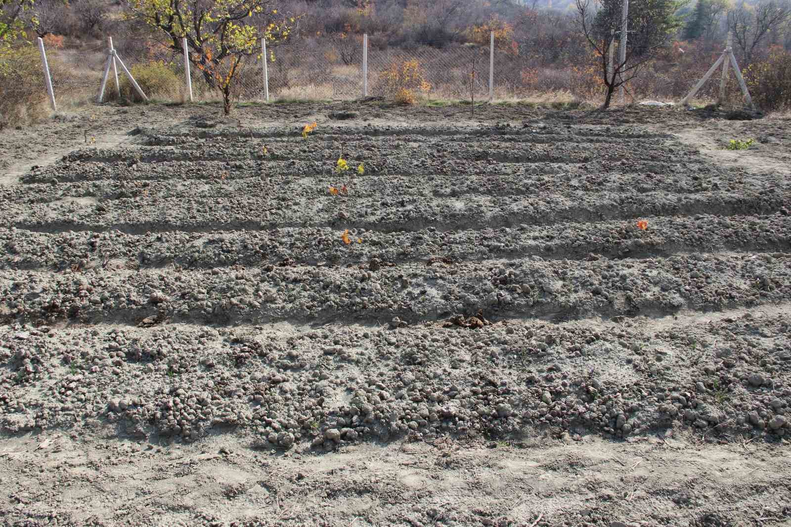 denemek-icin-ekti-250-metrekarelik-tarlasinda-dunyanin-en-pahali-baharatini-yetistirdi