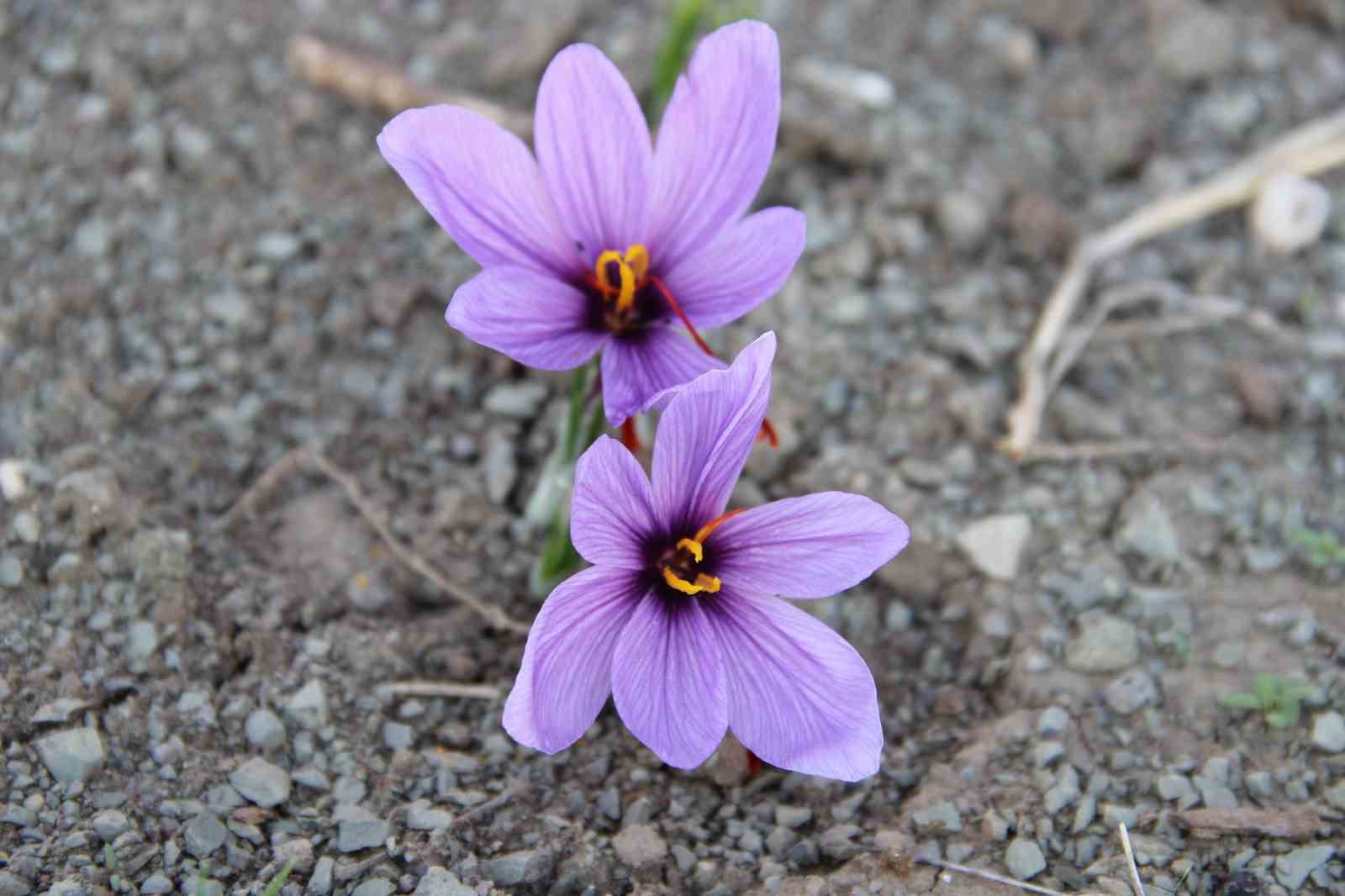 denemek-icin-ekti-250-metrekarelik-tarlasinda-dunyanin-en-pahali-baharatini-yetistirdi