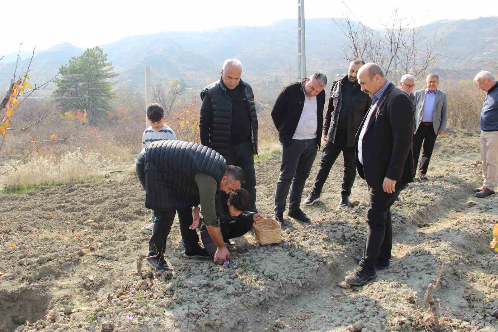 denemek-icin-ekti-250-metrekarelik-tarlasinda-dunyanin-en-pahali-baharatini-yetistirdi