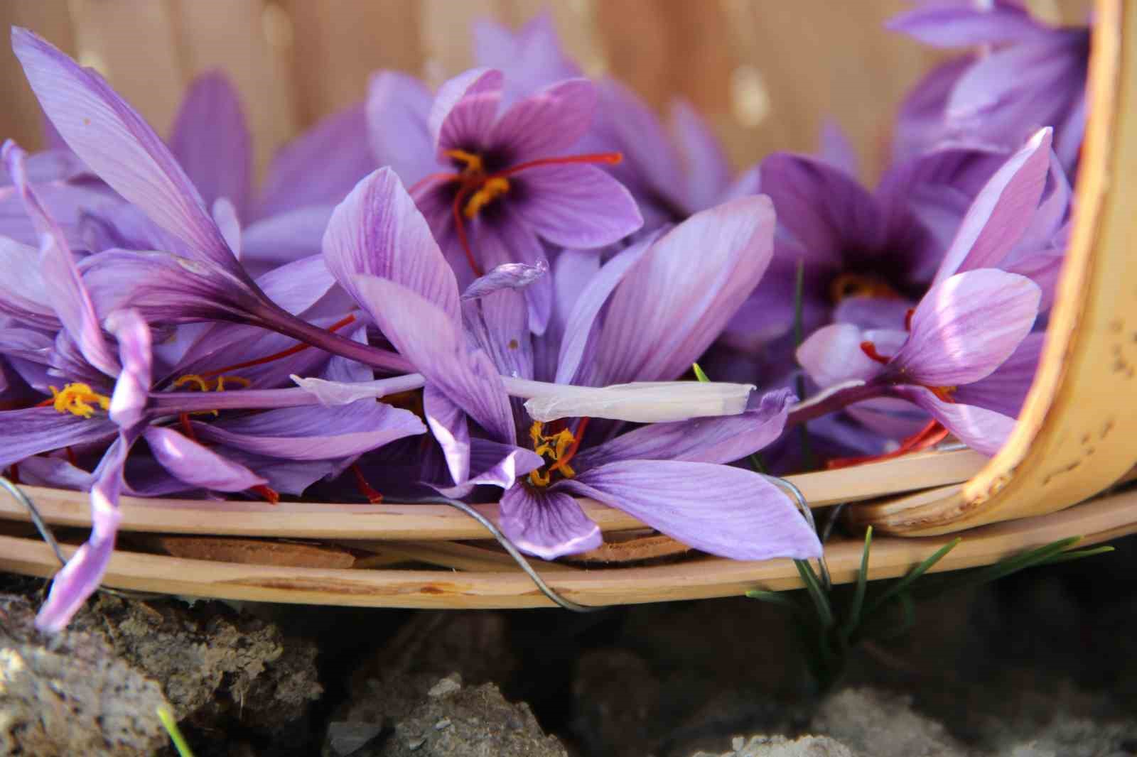 denemek-icin-ekti-250-metrekarelik-tarlasinda-dunyanin-en-pahali-baharatini-yetistirdi