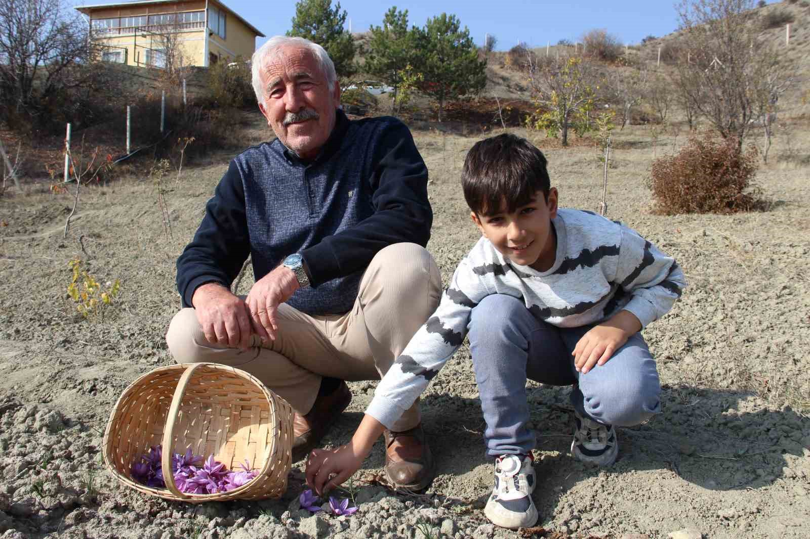 denemek-icin-ekti-250-metrekarelik-tarlasinda-dunyanin-en-pahali-baharatini-yetistirdi