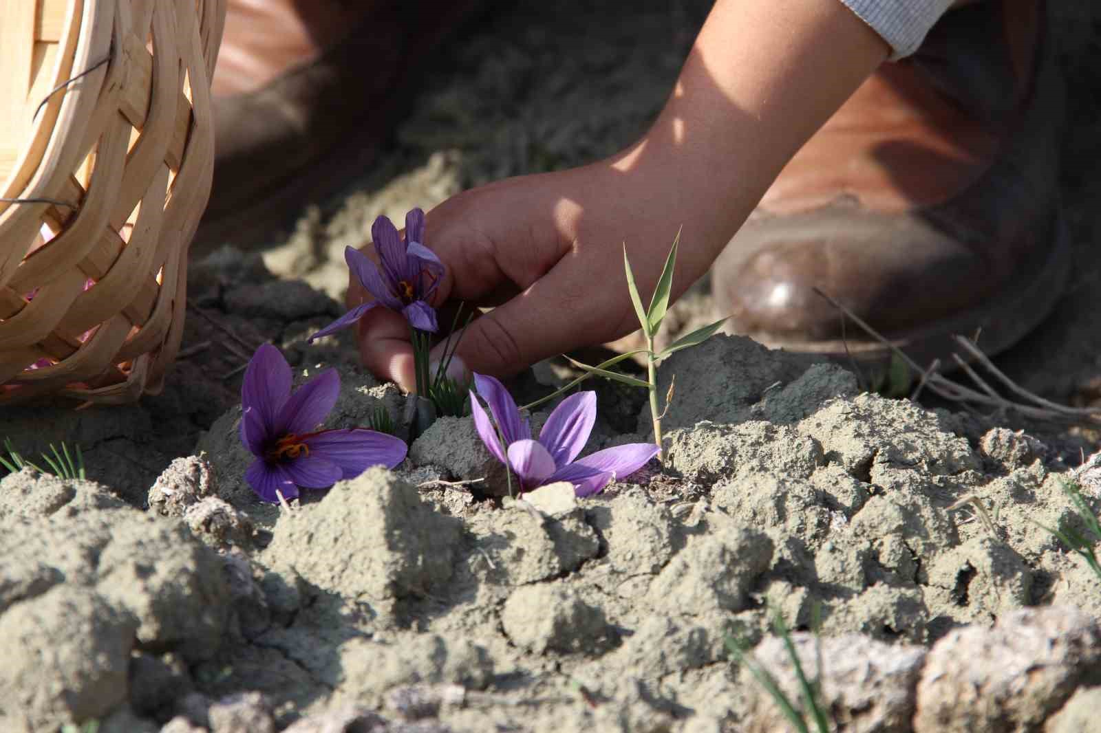 denemek-icin-ekti-250-metrekarelik-tarlasinda-dunyanin-en-pahali-baharatini-yetistirdi