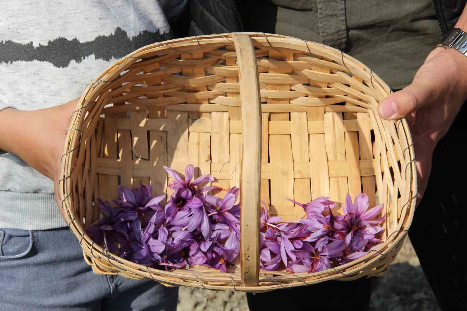 denemek-icin-ekti-250-metrekarelik-tarlasinda-dunyanin-en-pahali-baharatini-yetistirdi