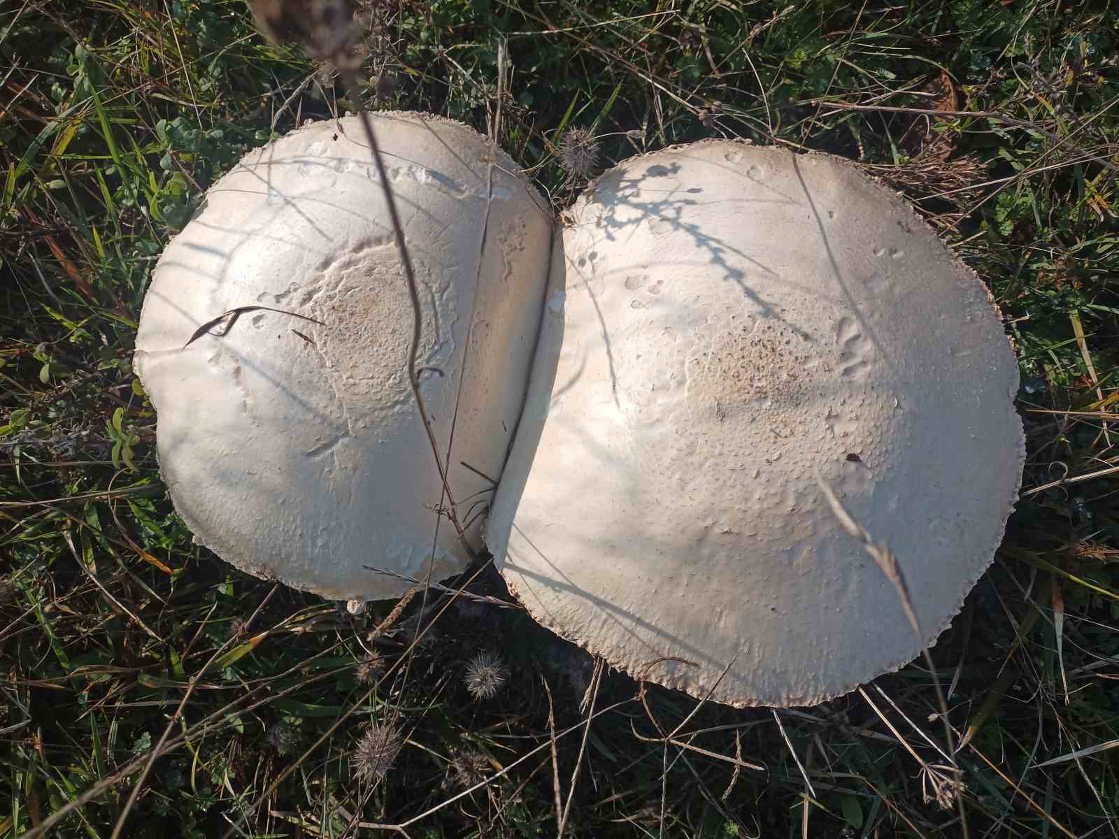 dogada-buyuyen-dev-mantarlar-saskina-cevirdi