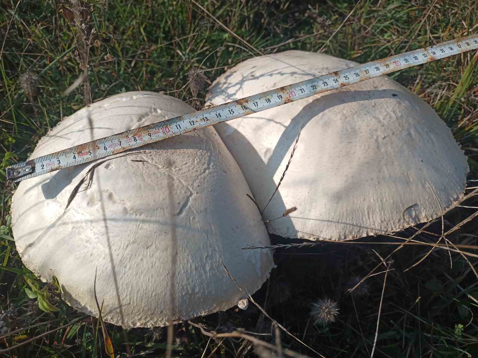 dogada-buyuyen-dev-mantarlar-saskina-cevirdi