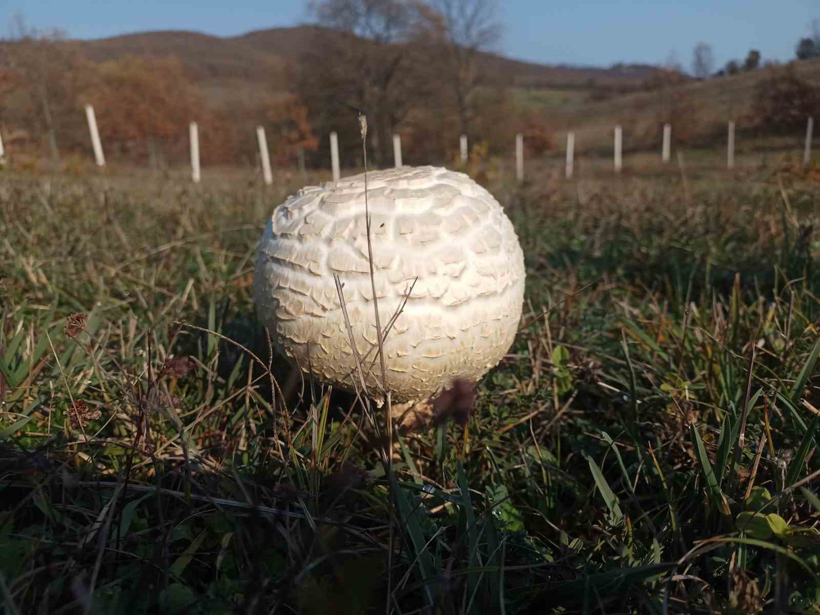 dogada-buyuyen-dev-mantarlar-saskina-cevirdi