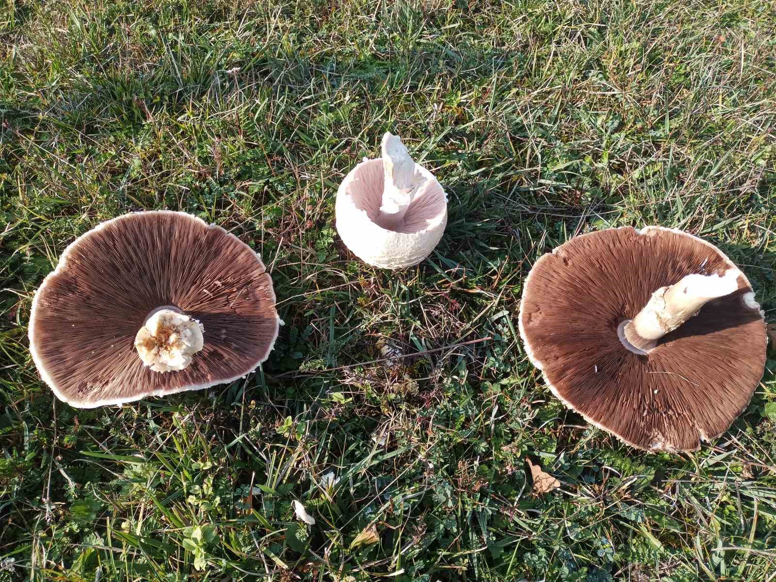 dogada-buyuyen-dev-mantarlar-saskina-cevirdi