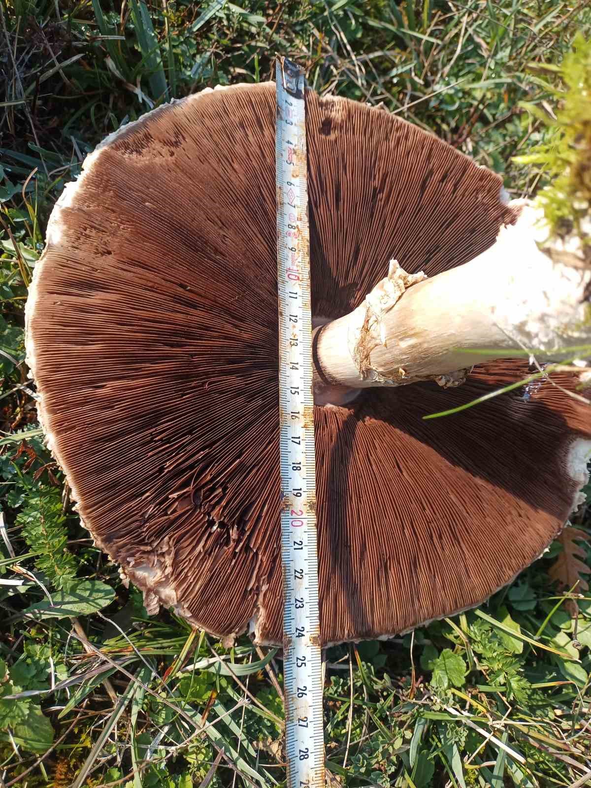 dogada-buyuyen-dev-mantarlar-saskina-cevirdi