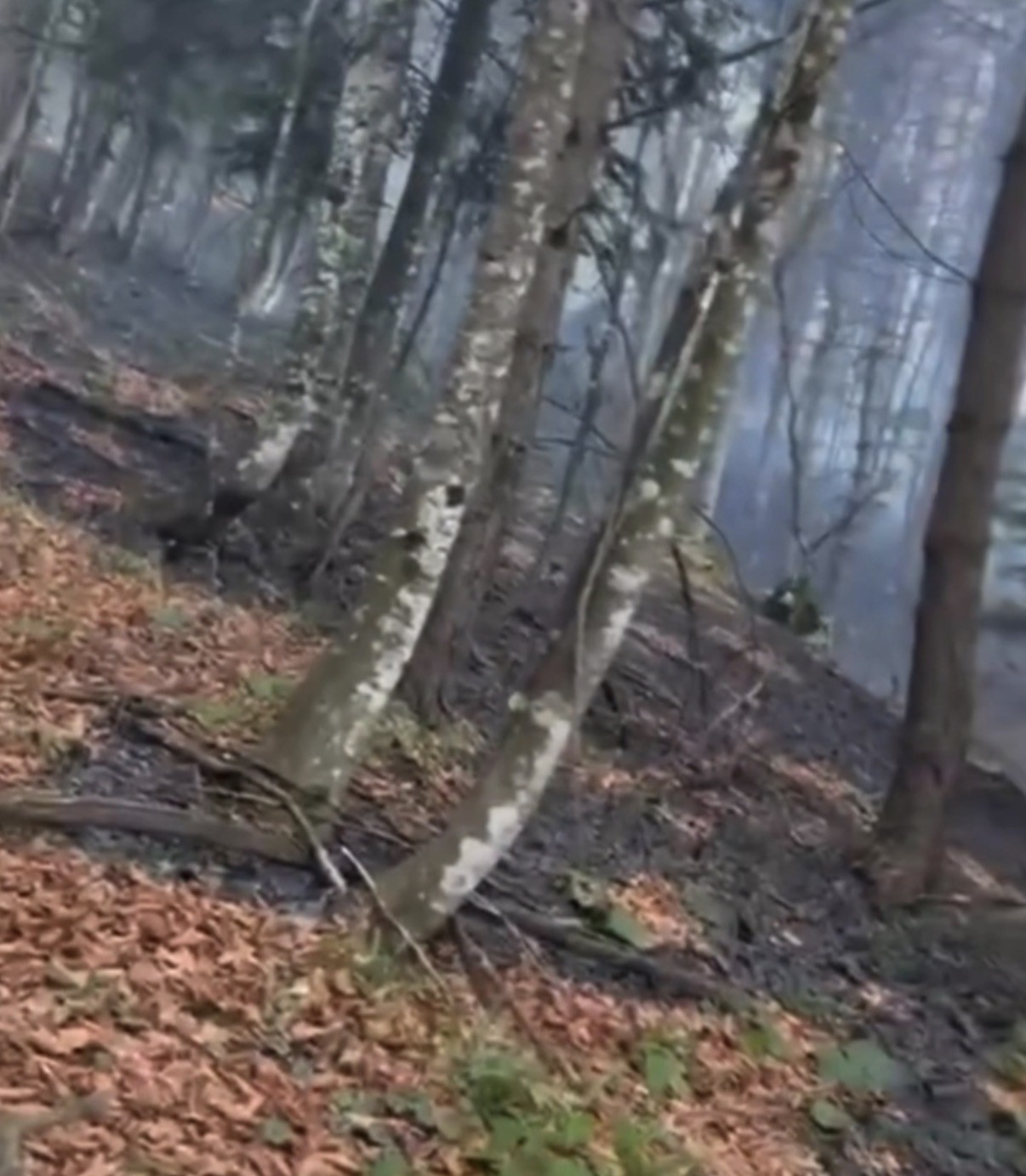 duzcede-ormanlik-alanda-ortu-yangini