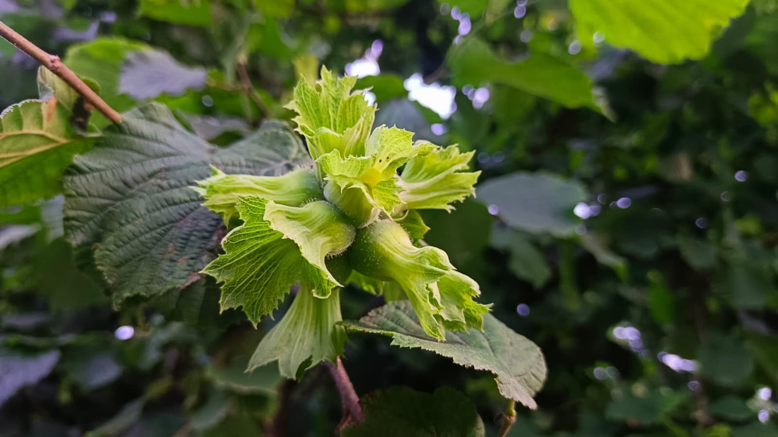 findik-ureticilerinden-ferreroya-manipulasyon-tepkisi-amac-ureticiyi-panikletip-ucuza-findik-almak