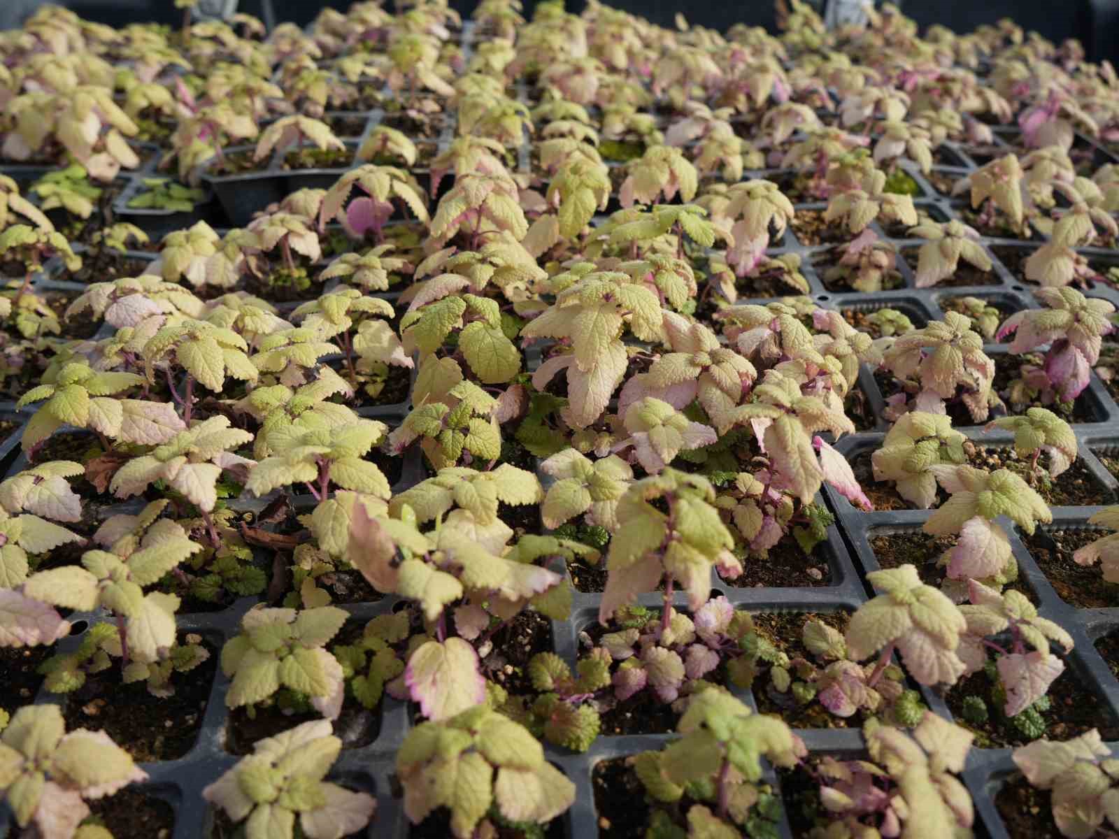 kastamonuda-kadinlara-guc-veren-proje-38-bin-fide-dagitimi-yapildi