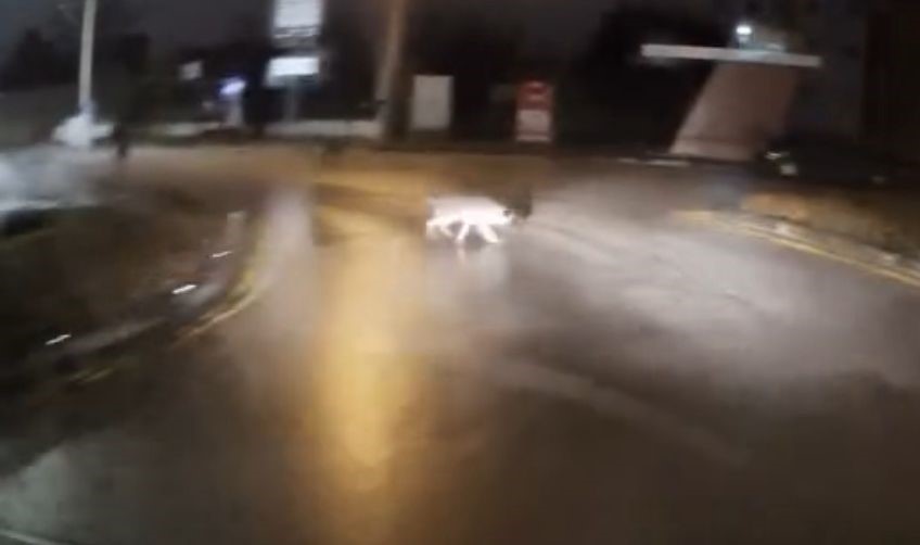 kopeklerin-kovaladigi-genci-korna-sesiyle-kurtarmisti-iyilik-iyidir