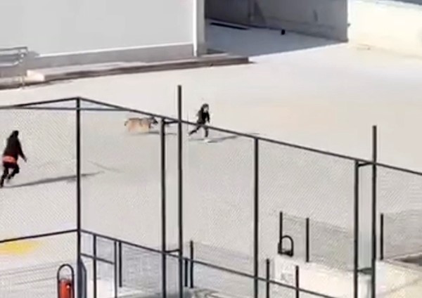 okul-bahcesine-giren-kopek-cocuklara-buyuk-panik-yasatti-o-anlar-kameraya-yansidi