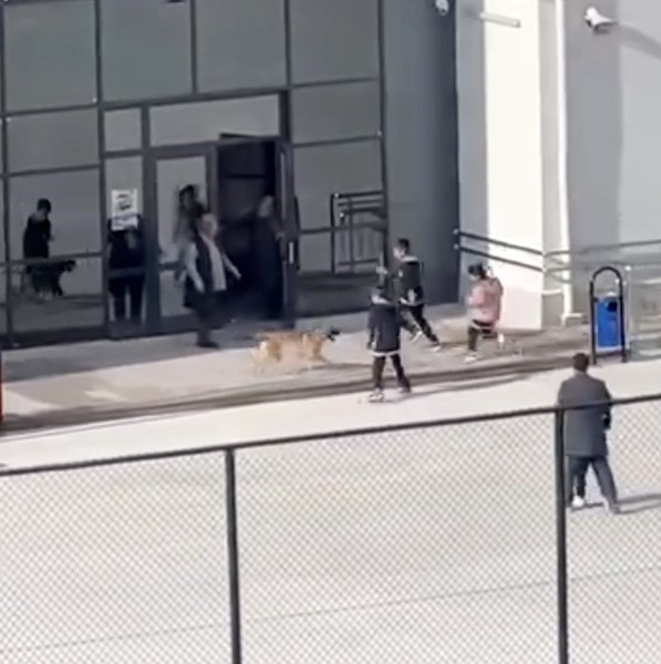 okul-bahcesine-giren-kopek-cocuklara-buyuk-panik-yasatti-o-anlar-kameraya-yansidi