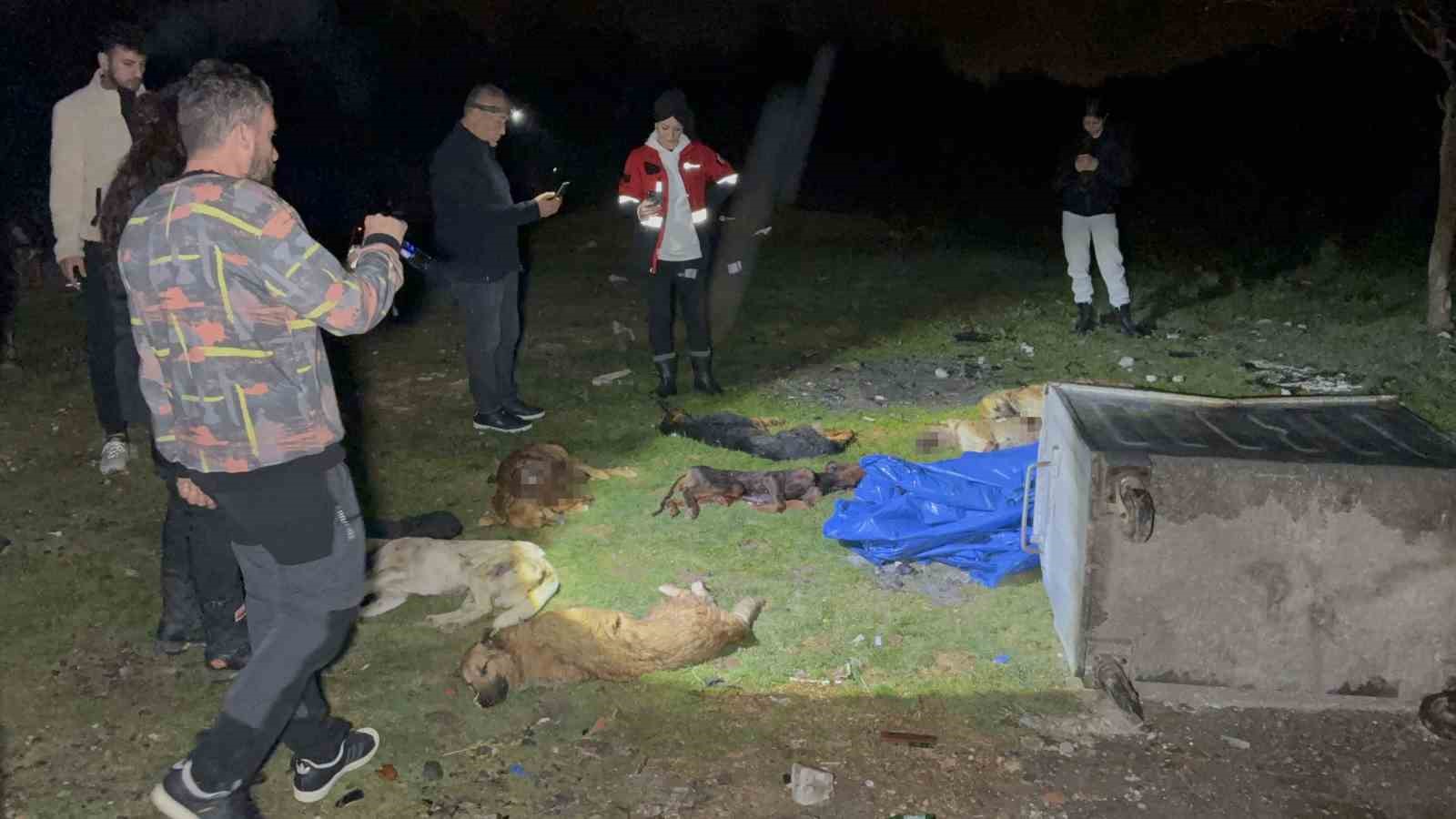 samsunda-cop-konteynerinde-9-telef-olmus-kopek-bulundu