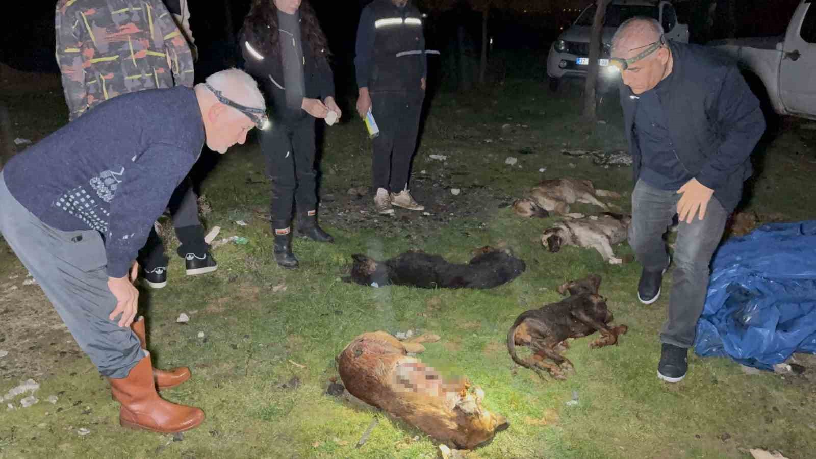 samsunda-cop-konteynerinde-9-telef-olmus-kopek-bulundu