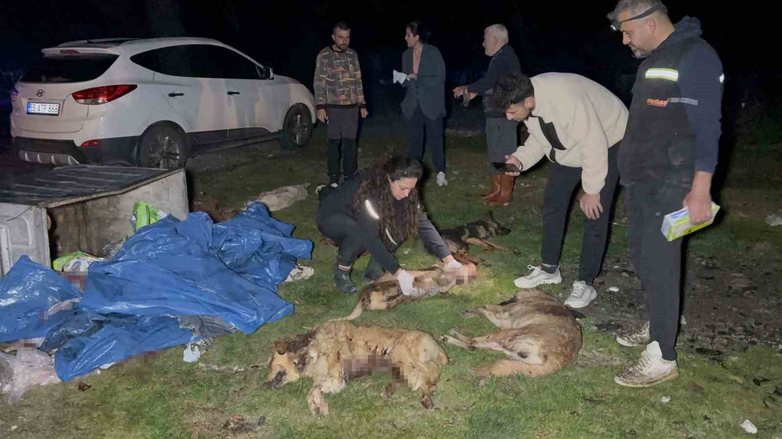 samsunda-cop-konteynerinde-9-telef-olmus-kopek-bulundu