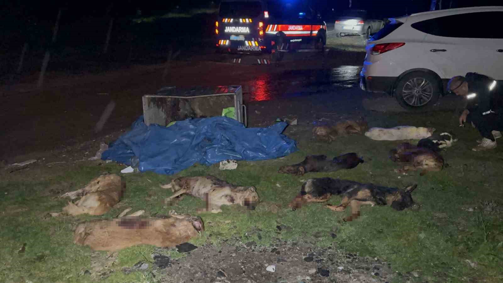 samsunda-cop-konteynerinde-9-telef-olmus-kopek-bulundu