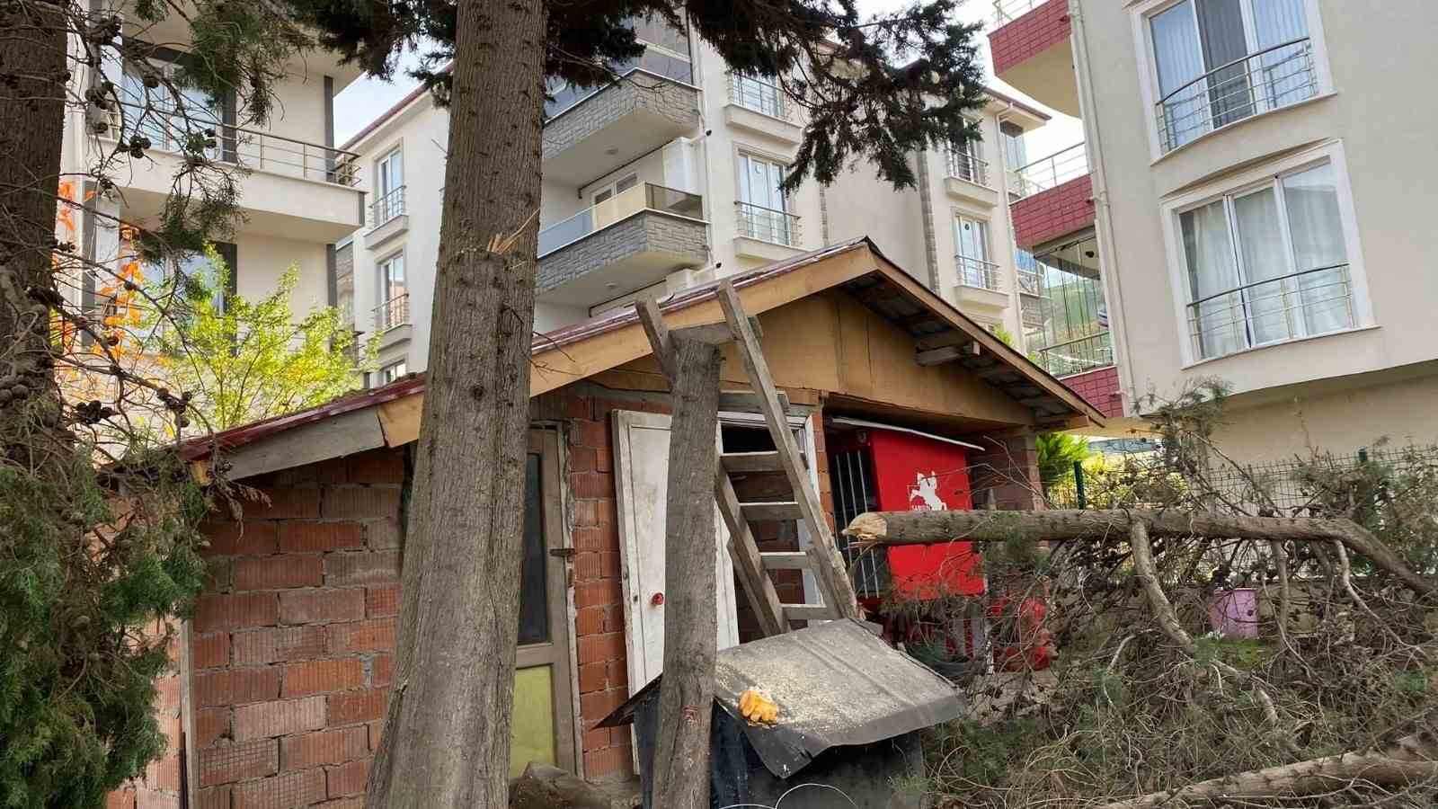 sinopta-agac-budarken-dusen-vatandas-yaralandi