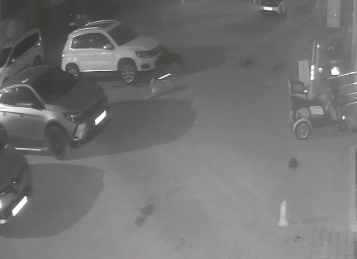 sokak-kopekleri-park-halindeki-araci-parcaladi-o-anlar-kamerada