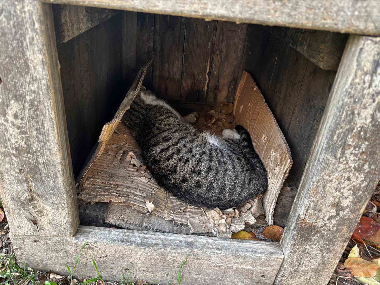 amasyada-sehrin-gobeginde-kopek-ve-kediler-olu-bulundu