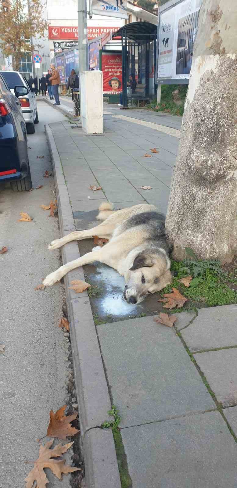 amasyada-sehrin-gobeginde-kopek-ve-kediler-olu-bulundu