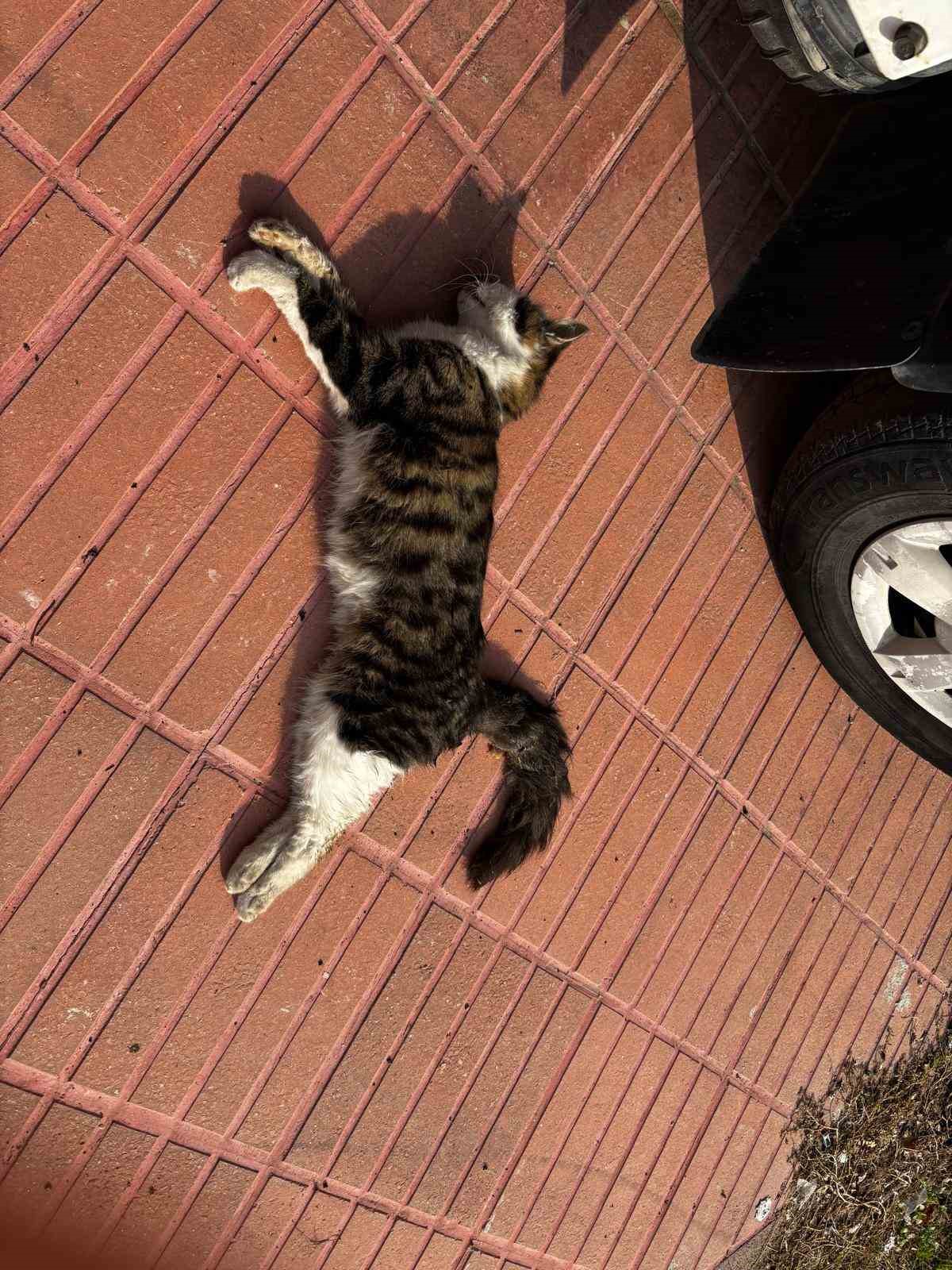 amasyada-sehrin-gobeginde-kopek-ve-kediler-olu-bulundu