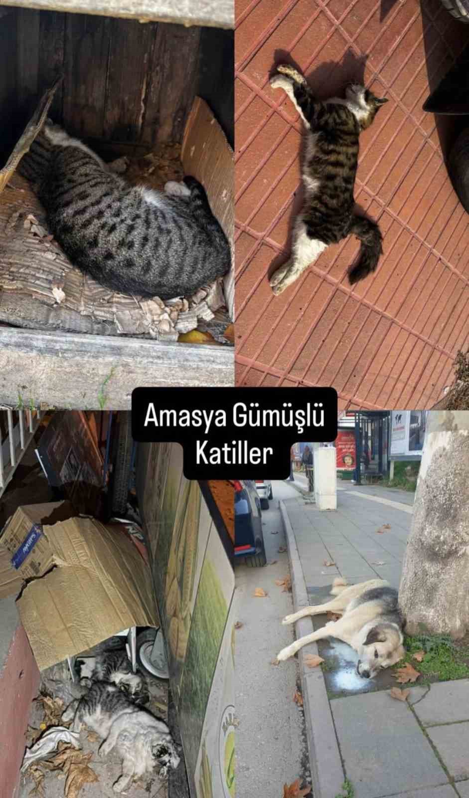 amasyada-sehrin-gobeginde-kopek-ve-kediler-olu-bulundu