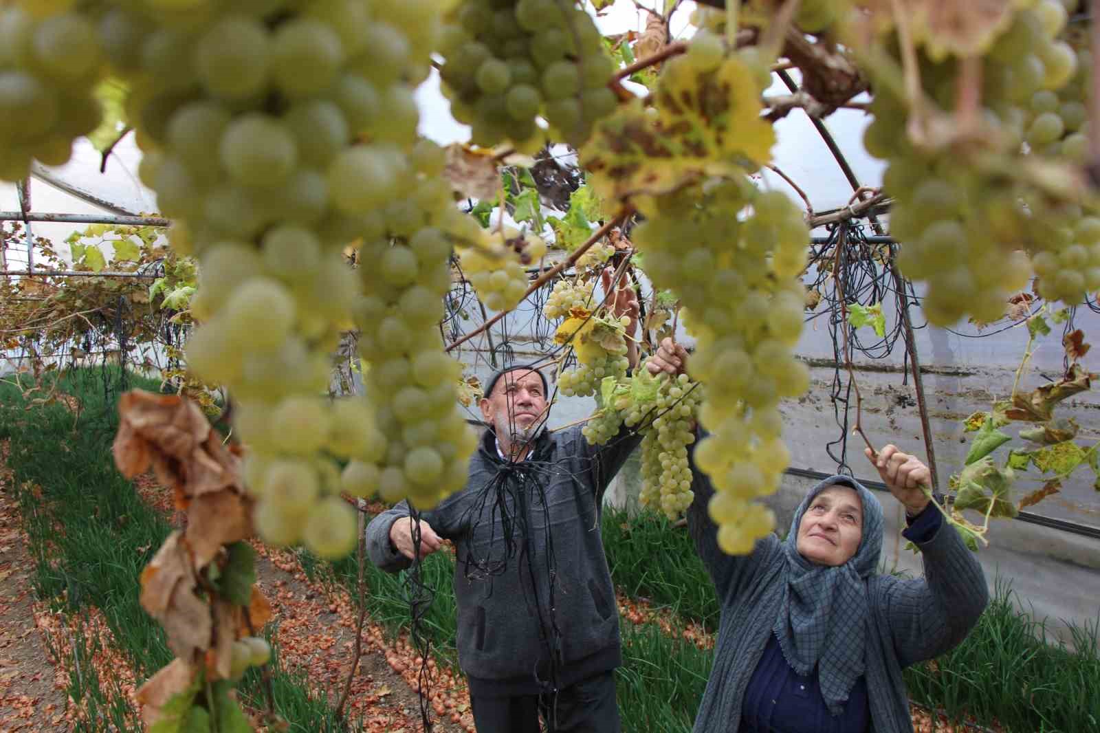 amasyali-feruziye-nine-serada-kisin-uzum-yetistirip-satiyor